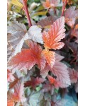 Пухироплідник калинолистий ‘Шух’|Physocarpus opulifolius ‘Schuch’|Пузыреплодник калинолистный ‘Шух’